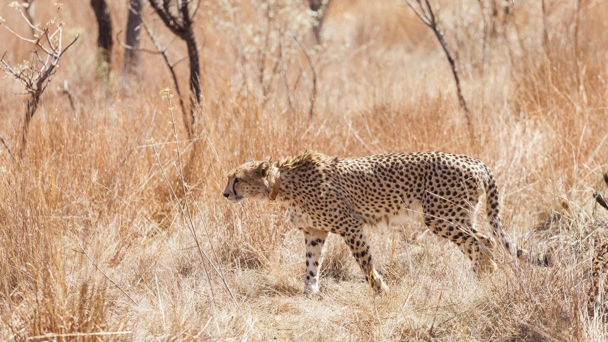 Cheetah deaths in India linked to formation of thick coats of fur