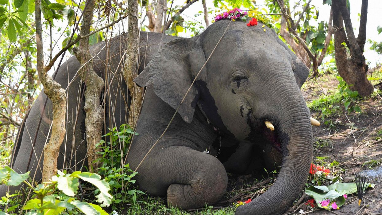 India's oldest elephant dies at approximately 89 years old