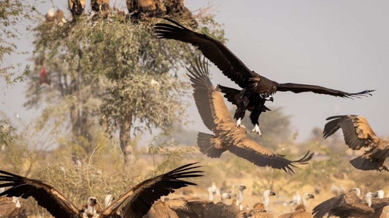 A decline in India's vulture population might be causing 100,000 human deaths per year