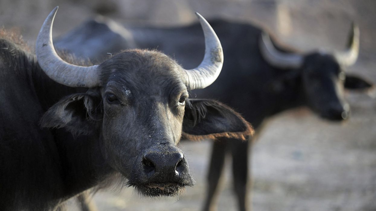 Man arrested in India’s Karnataka for buffalo theft 58 years back