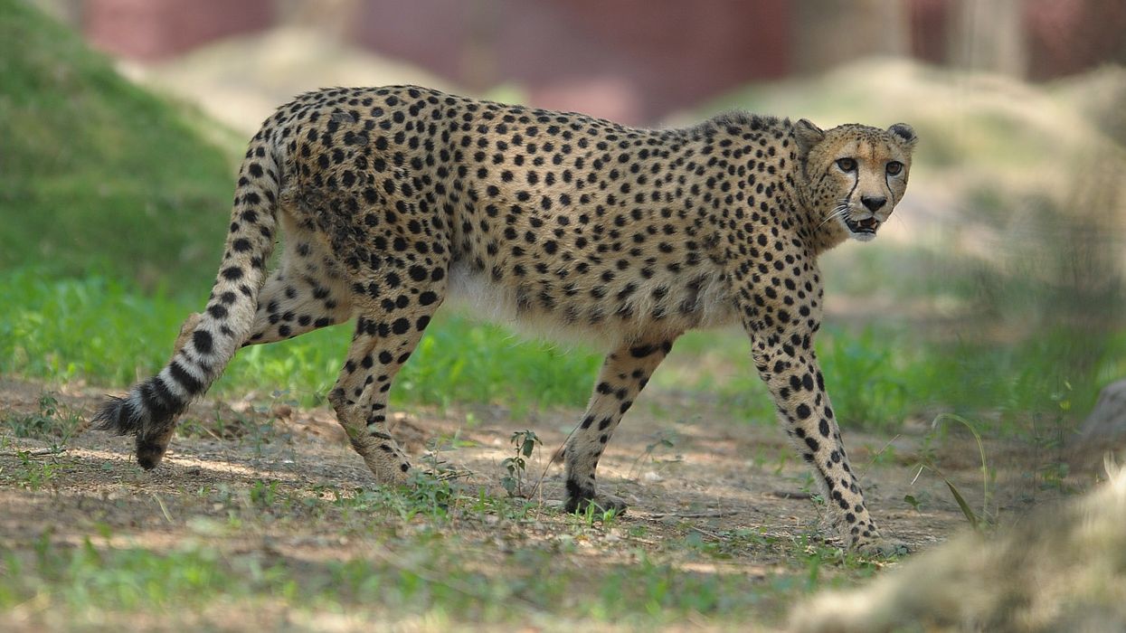 India considers importing cheetahs from northern Africa