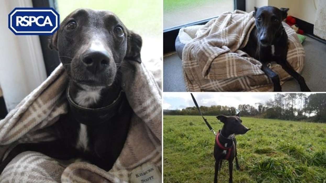 RSPCA expects ‘winter crisis’ as animal abandonments rise