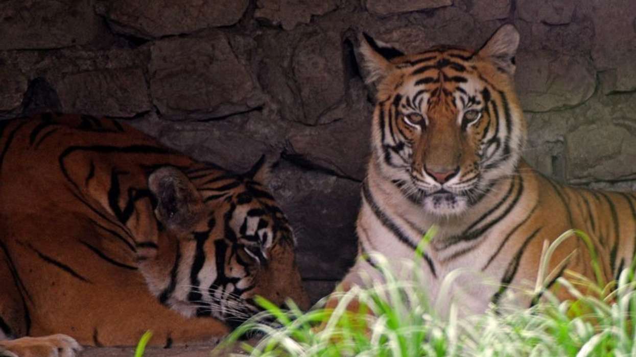 Pakistan zoo shut down after mystery tiger attack