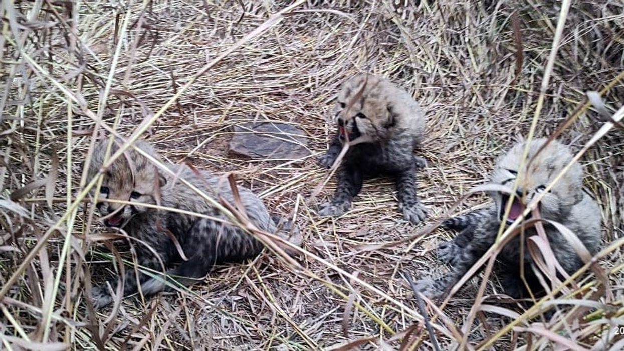 Namibian cheetah gives birth to three cubs at India's Kuno park