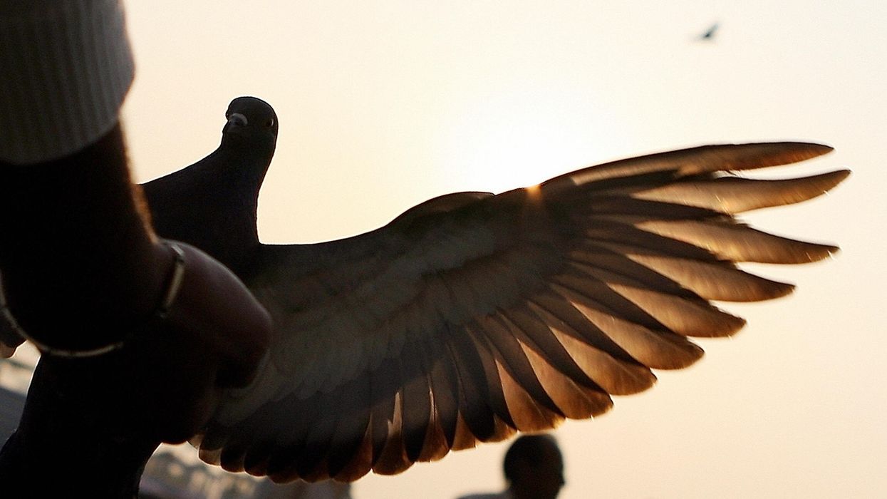India frees pigeon suspected of spying for China