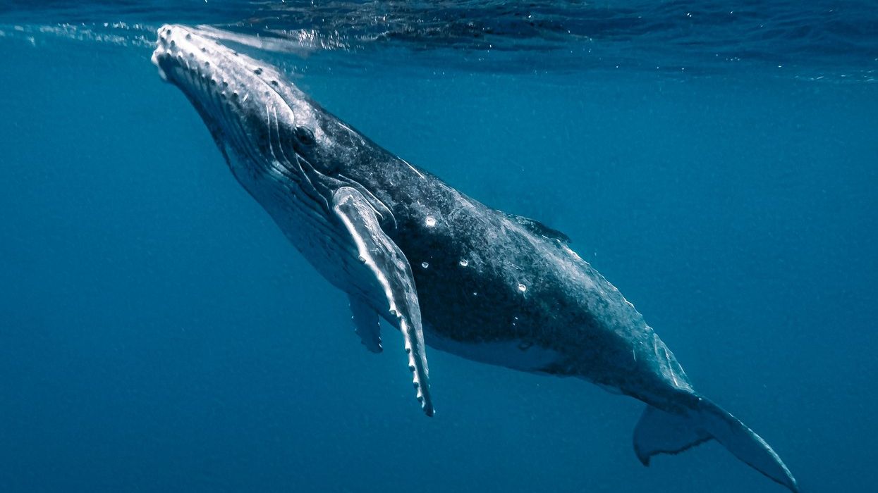 Marine heatwave triggers devastating decline in North Pacific humpback whales