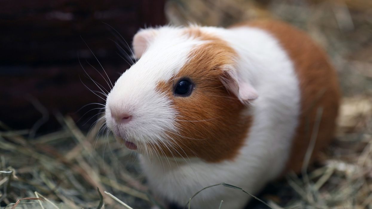 Guinea pig found in East London station with note saying 'I need new owner'
