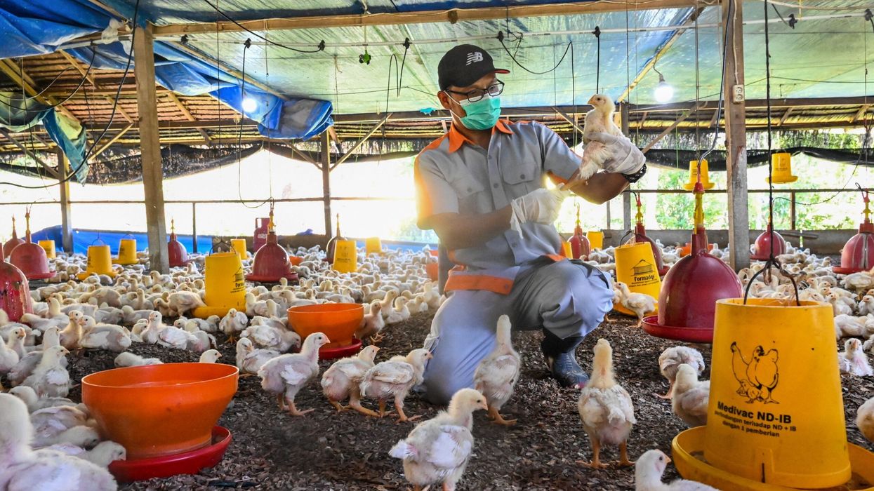Bird flu pandemic could be '100 times worse than Covid', say experts