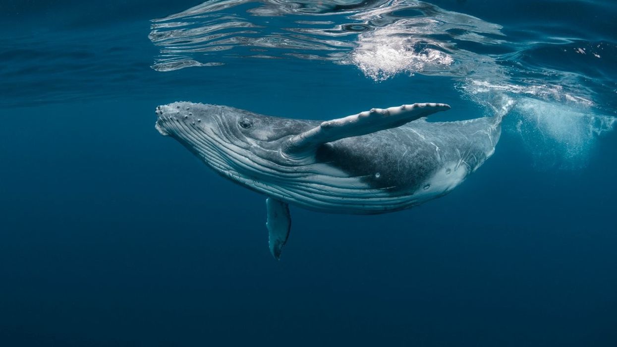 Marine biologists 'talk' to humpback whale, call it 'breakthrough'