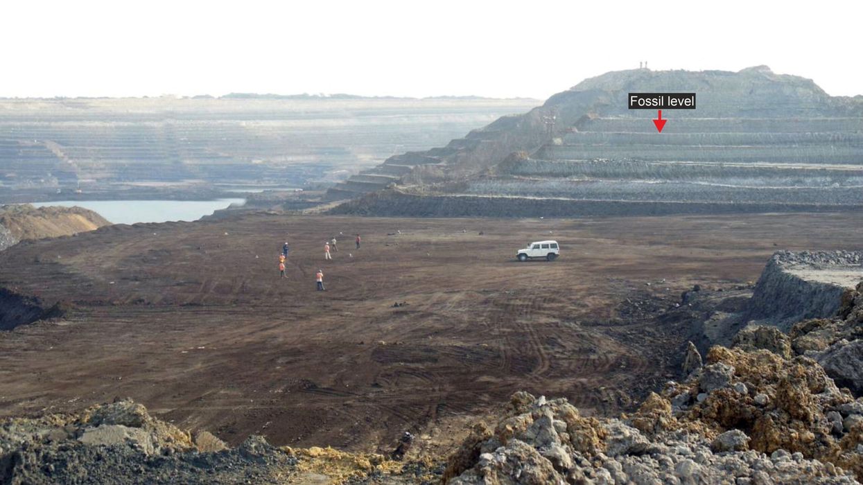 Fossils of possibly the largest snake ever discovered in India