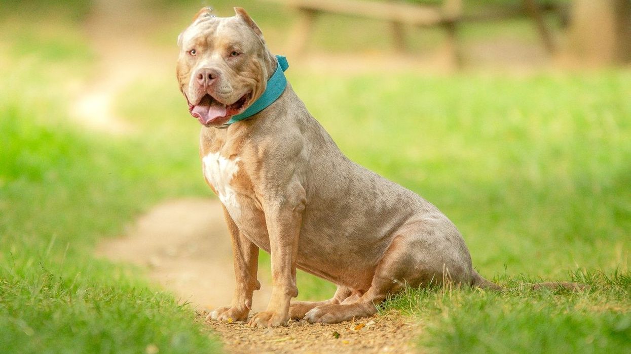 Woman dies in attack by her XL bully dogs