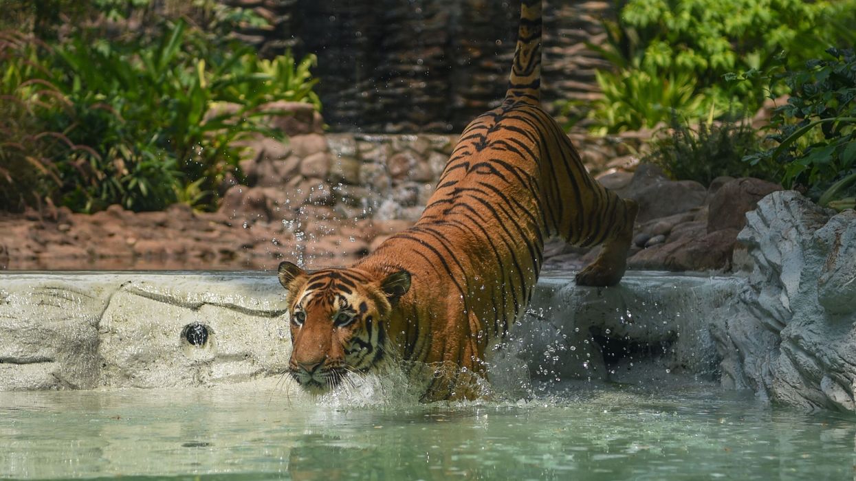 India’s tigers to repopulate Cambodia’s forests in a historic transfer