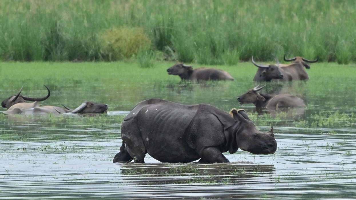 Floods ease in Northeast India but leave scores dead and threaten wildlife