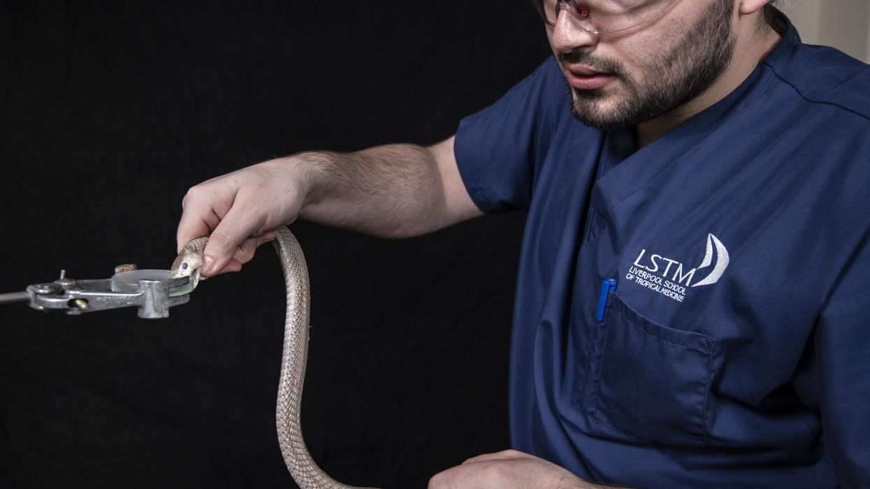 Researchers discover cost-effective antidote for cobra venom