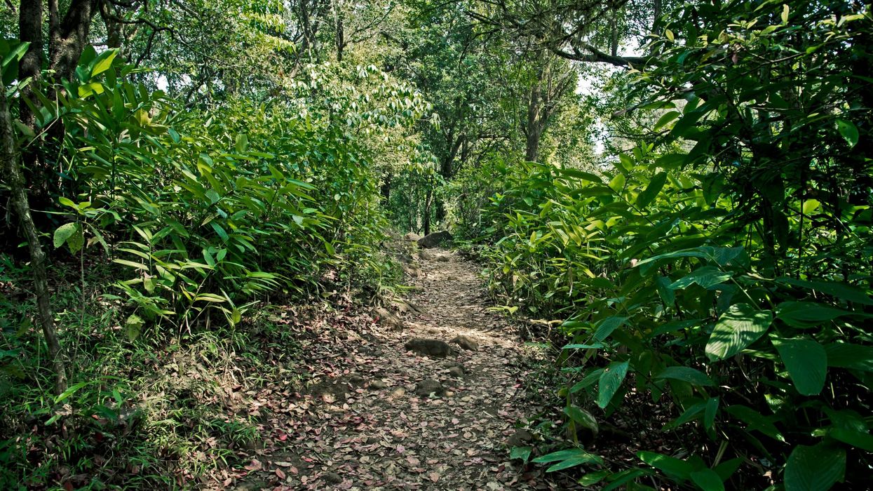 Police explore Mumbai link in case of US woman found chained in Maharashtra forest