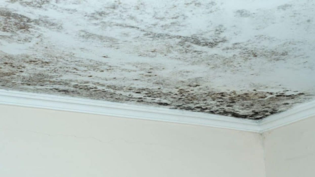Why Mold Forms on Your Bathroom Ceiling — And What You Can Do About It