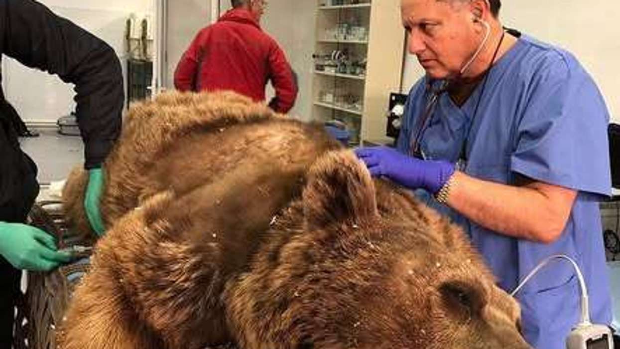 British dentist Paul Cassar: From saving smiles to saving furry lives in India