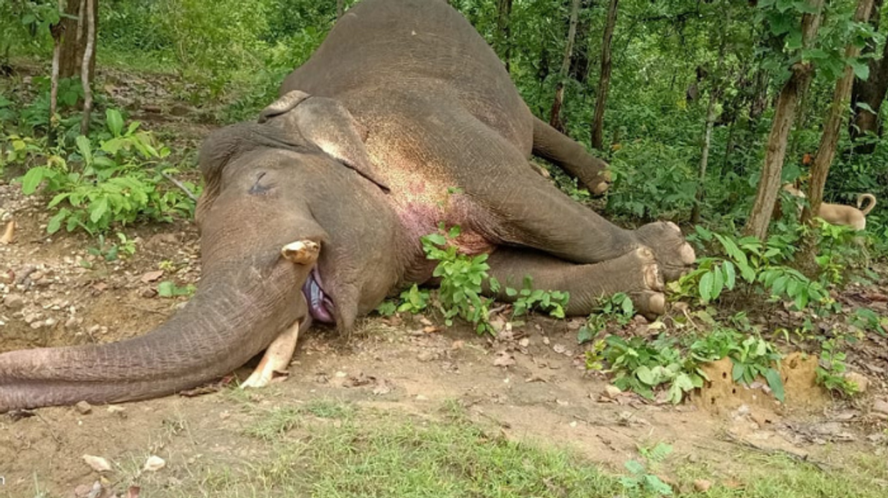 Odisha's elephants ‘face jumbo threat to survival’