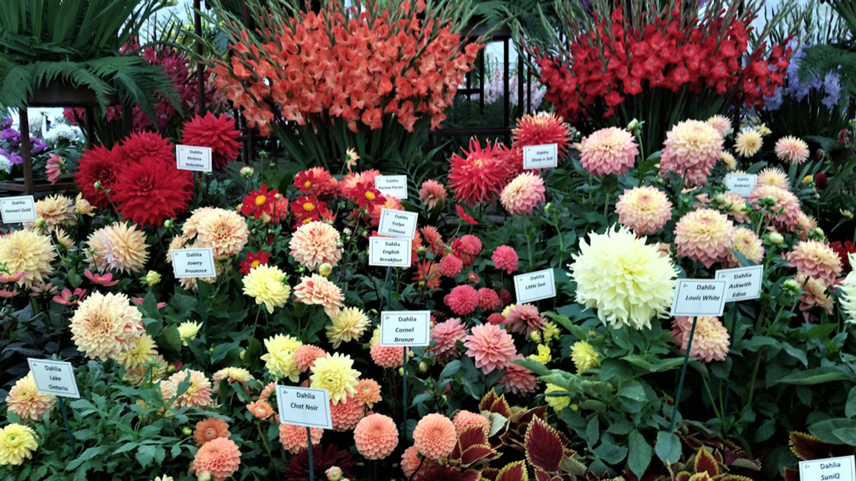 Chelsea Flower Show an inspiration to Asian gardeners