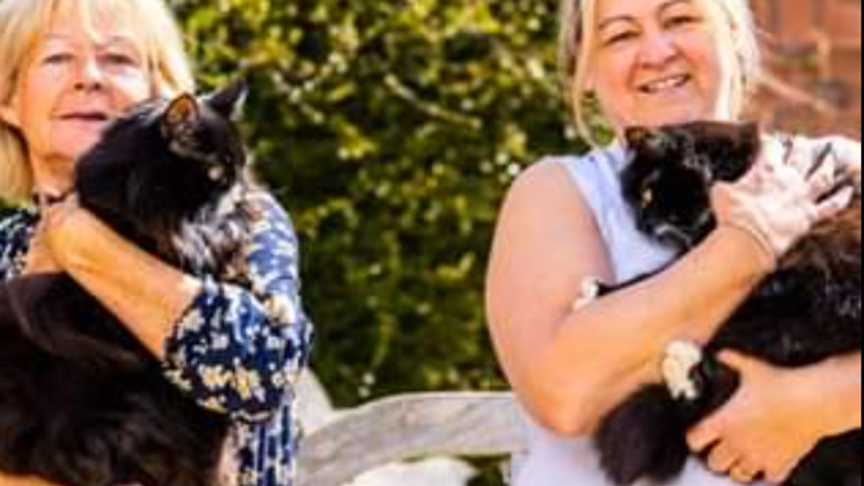 Jasper and Willow: Sibling rescue felines declared UK’s joint National Cat of the Year for bringing ‘comfort’ to hospice