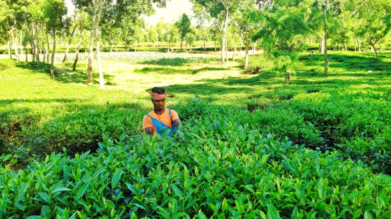 Helping Bangladesh's tea workers cope with Leprosy