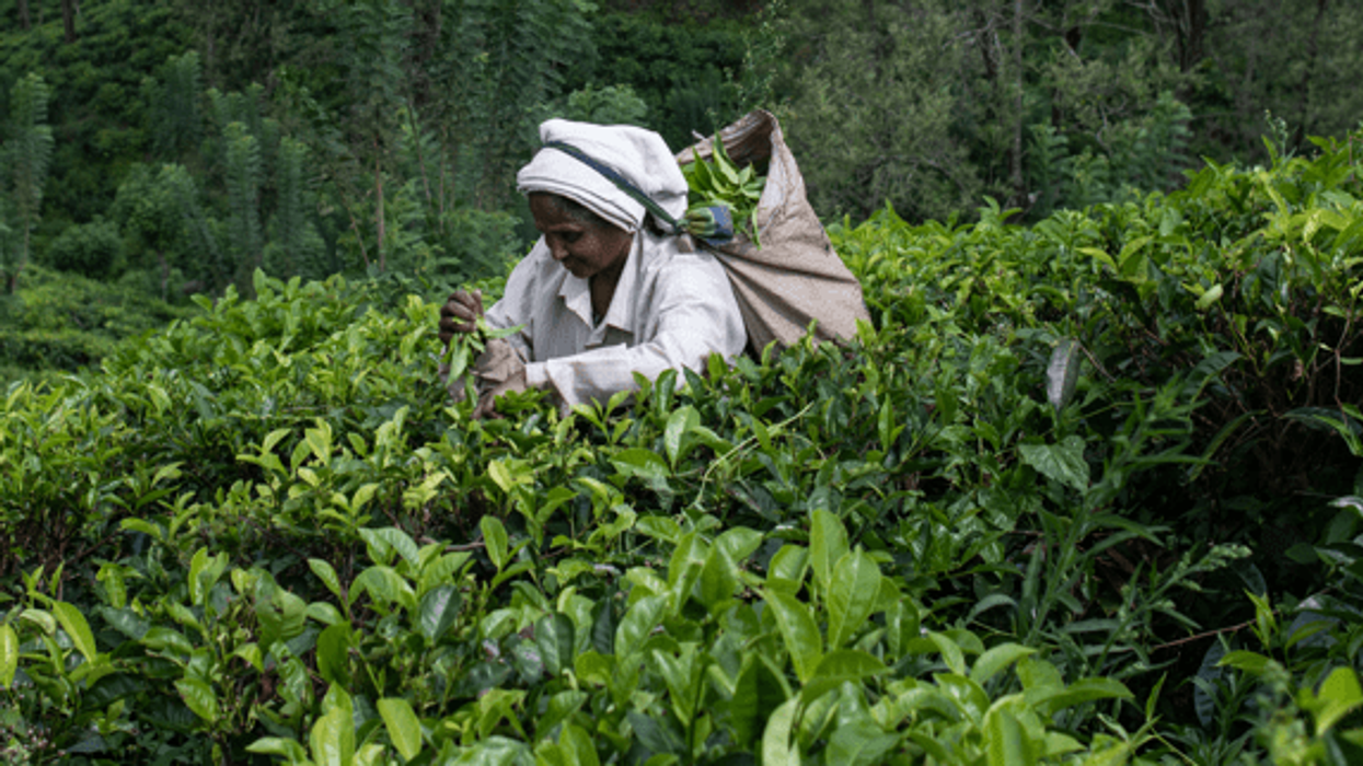 Sri Lanka interest rate cut ‘could signal end of crisis’