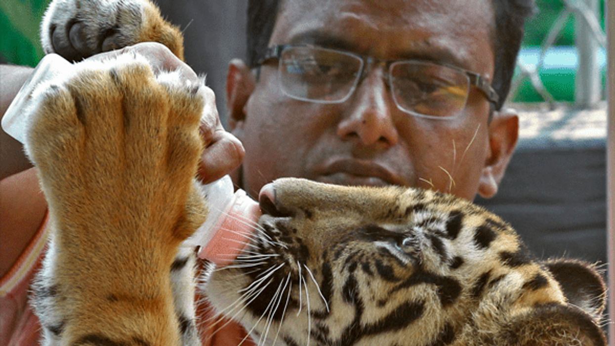 Bangladesh plays major role in illicit tiger trade