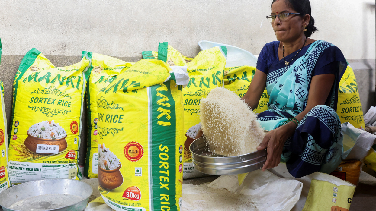 India’s rice export ban raises fears of decline in planting