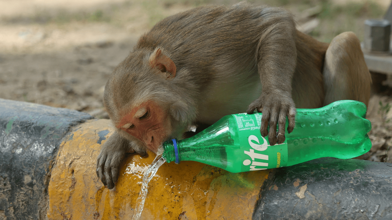 Langur cutouts to combat monkey menace during New Delhi G20 summit