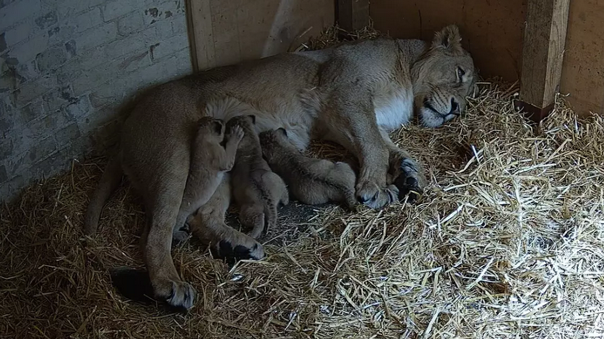London Zoo welcomes three endangered Asiatic lion cubs