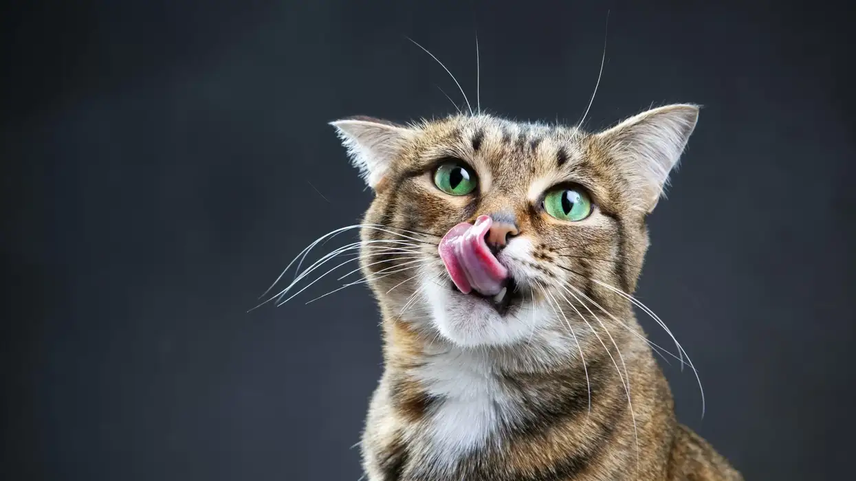 Domestic cats classified as 'alien invasive species' by Polish institute; cat lovers enraged