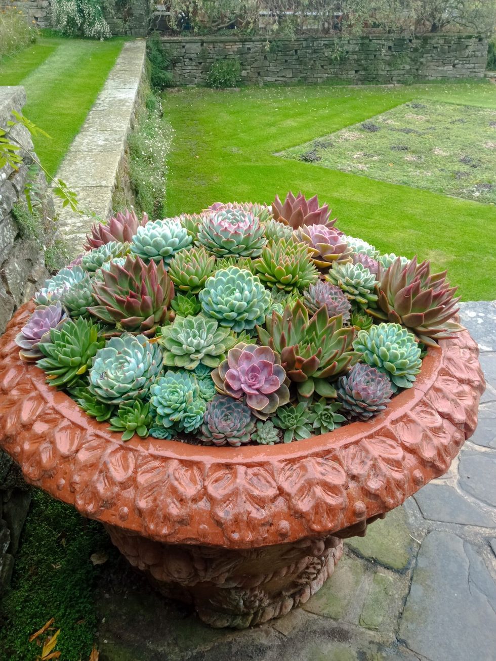 INSET EE visit to RHS Wisley display of succulents 18 October 2023