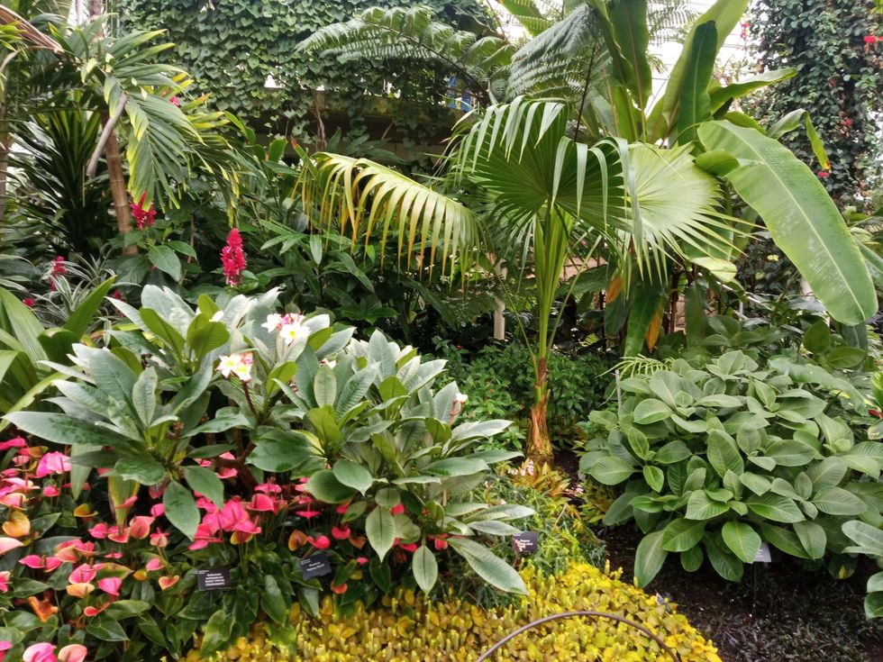 INSET EE visit to RHS Wisley inside glass house one 18 October 2023