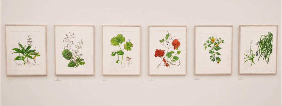 INSET RHS Botanical Art Photography Show pic two e1633070384757