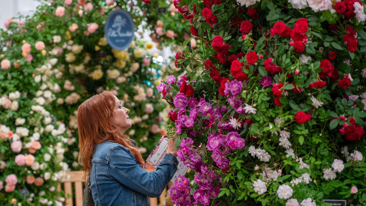 AI-designed gardens to debut at Chelsea Flower Show, designer calls it a 'betrayal'