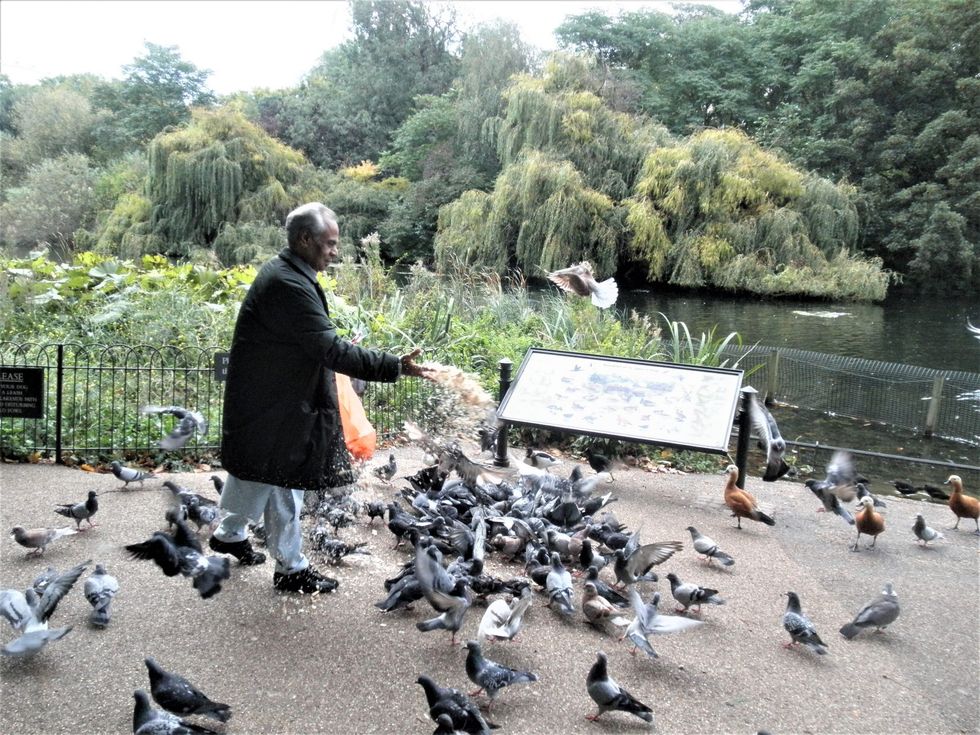 LEAD 1 Srichand Hinduja INSET 1 feeds birds in St James Park