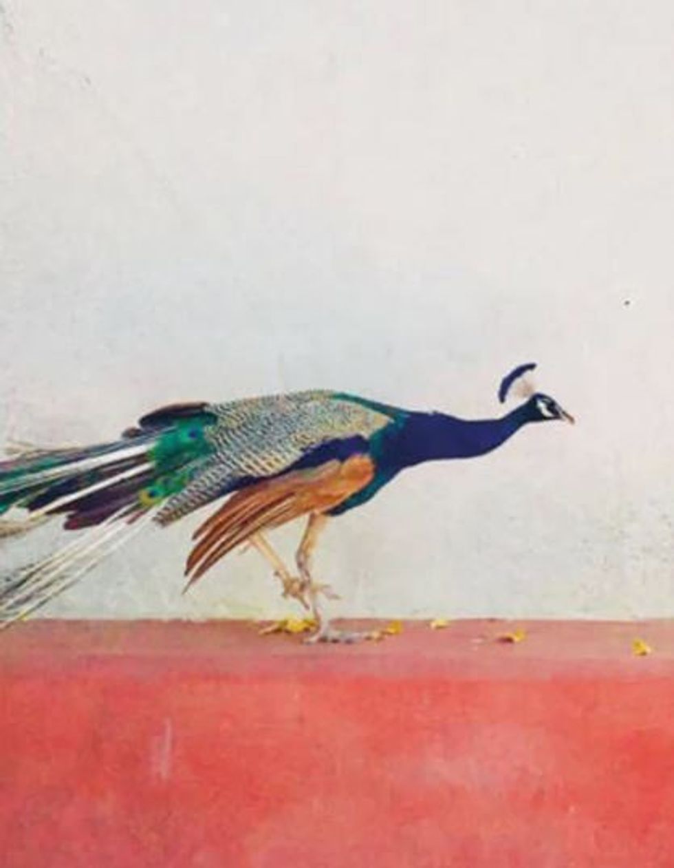 Lead inset travellers album 006512