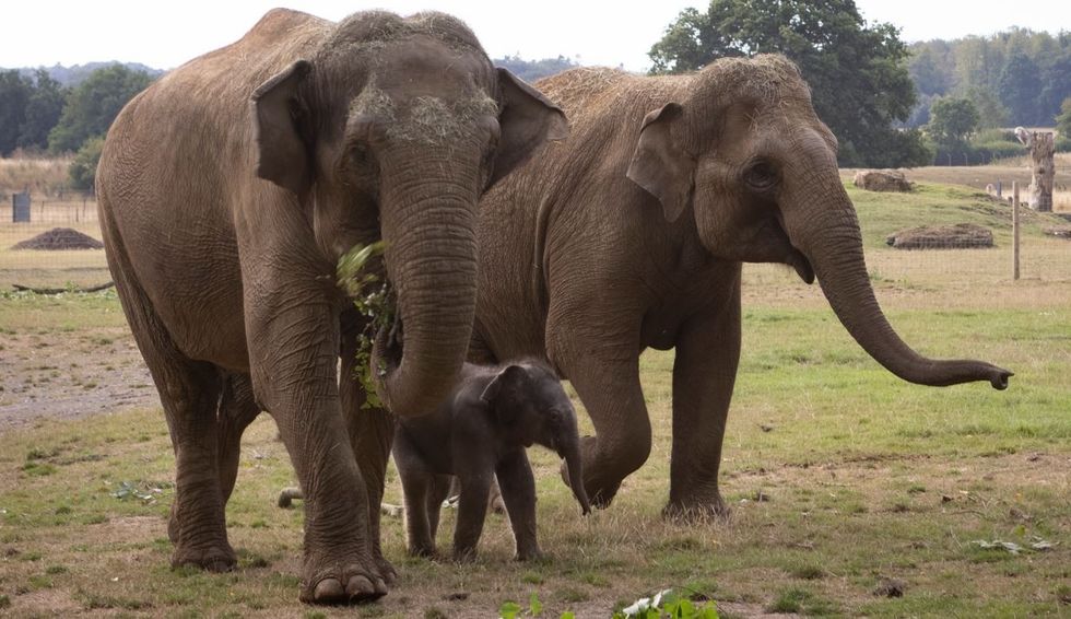 LEAD London zoo INSET Elephant herd at Whipsnade Zoo Sept 2022