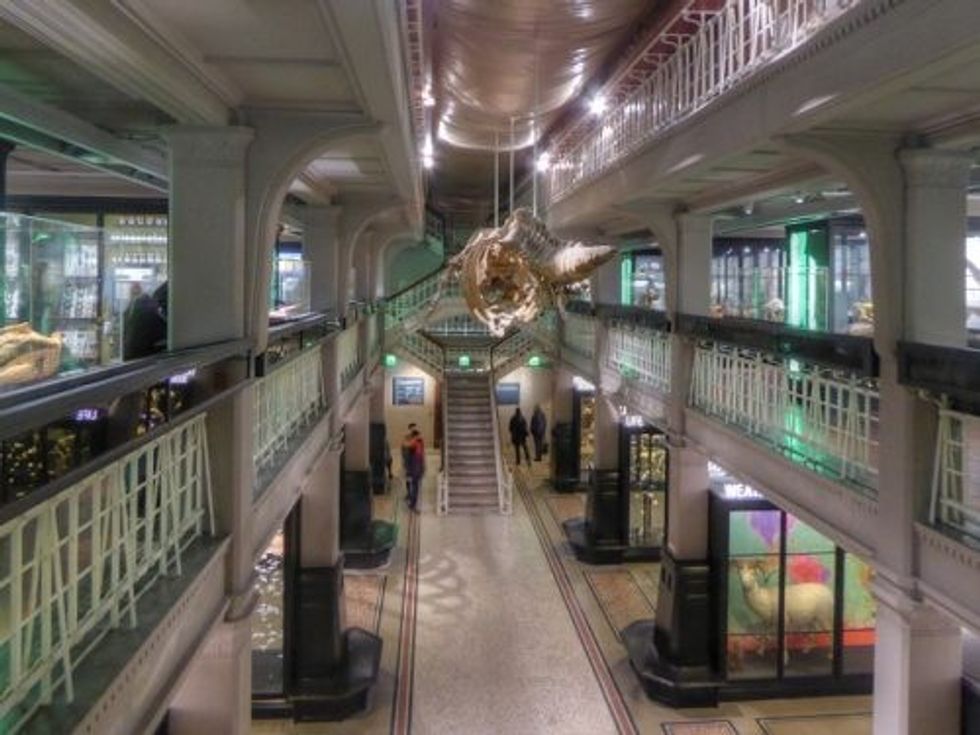 Living World Gallery, Manchester Museum (Before Shut Down)