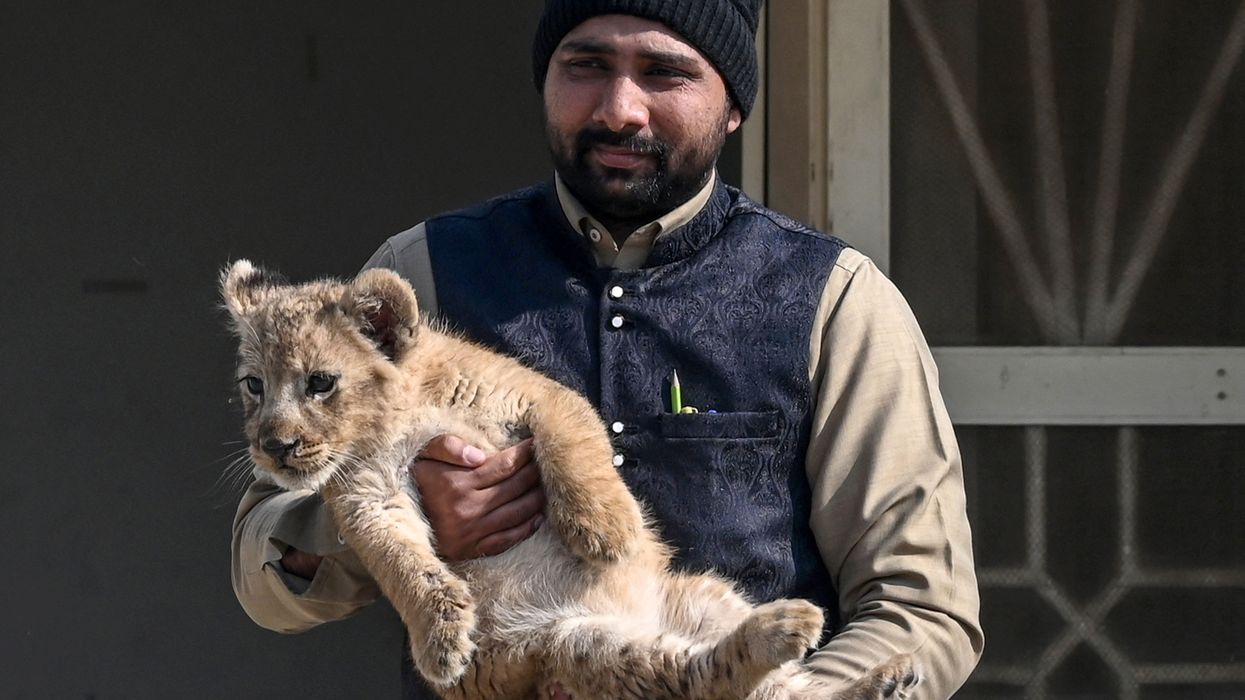 Pakistan court gives unusual punishment to Youtuber Rajab Butt for owning lion cub