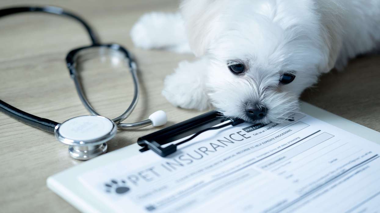 Pet Insurance