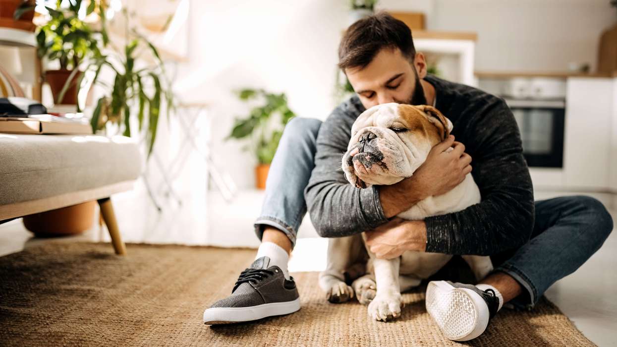 Pet treatments in UK