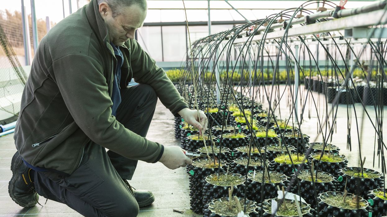 National Trust using cutting-edge
methods to save ‘rarest native tree’