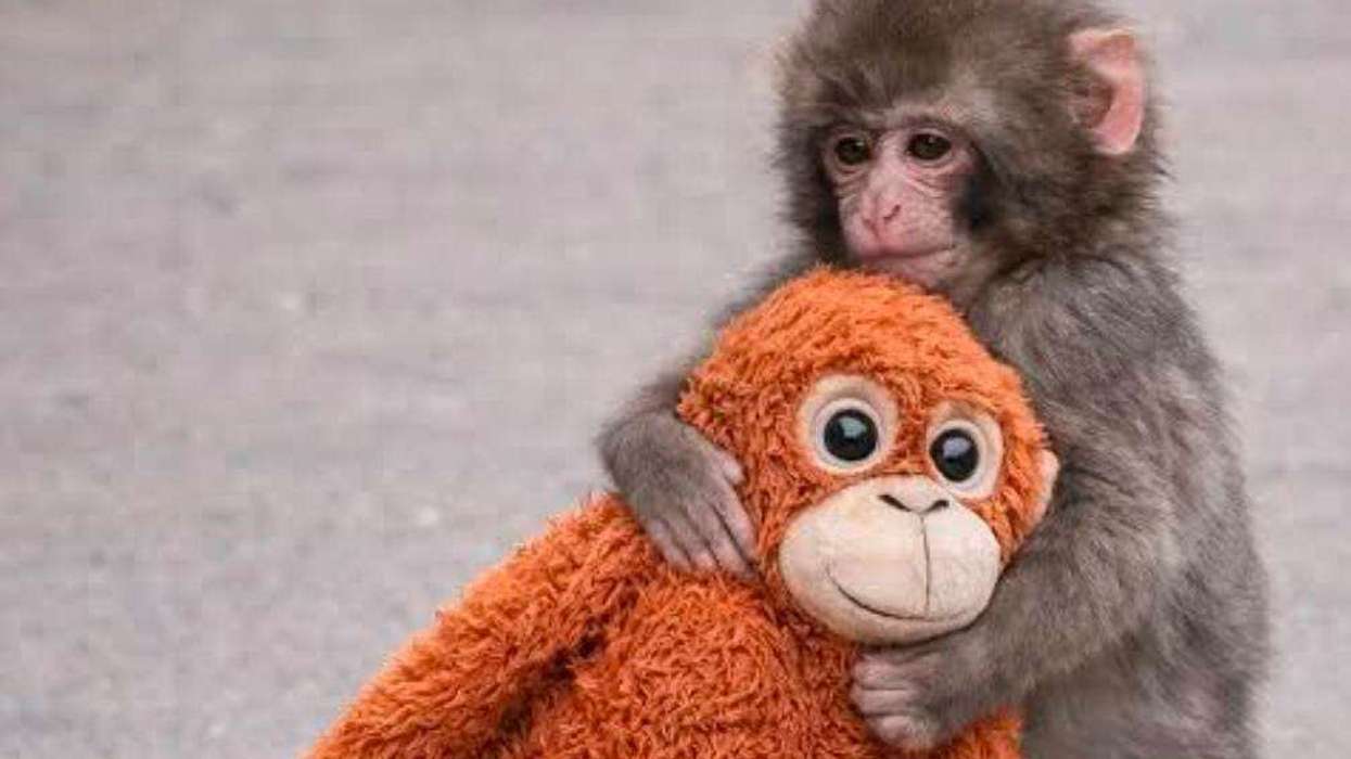 Punch the Baby Monkey toy
