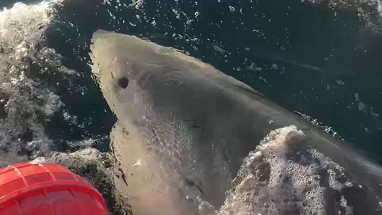 Rare giant male  great white shark