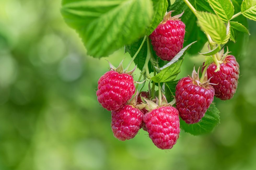 raspberries