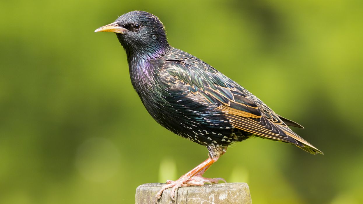 RSPB Warns of Record Low Starling Numbers in UK Gardens