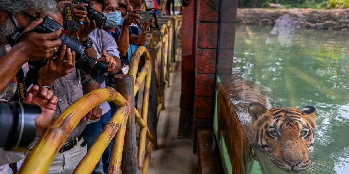 Why One Tiger Death in Yorkshire Raises Questions About Hundreds in India
