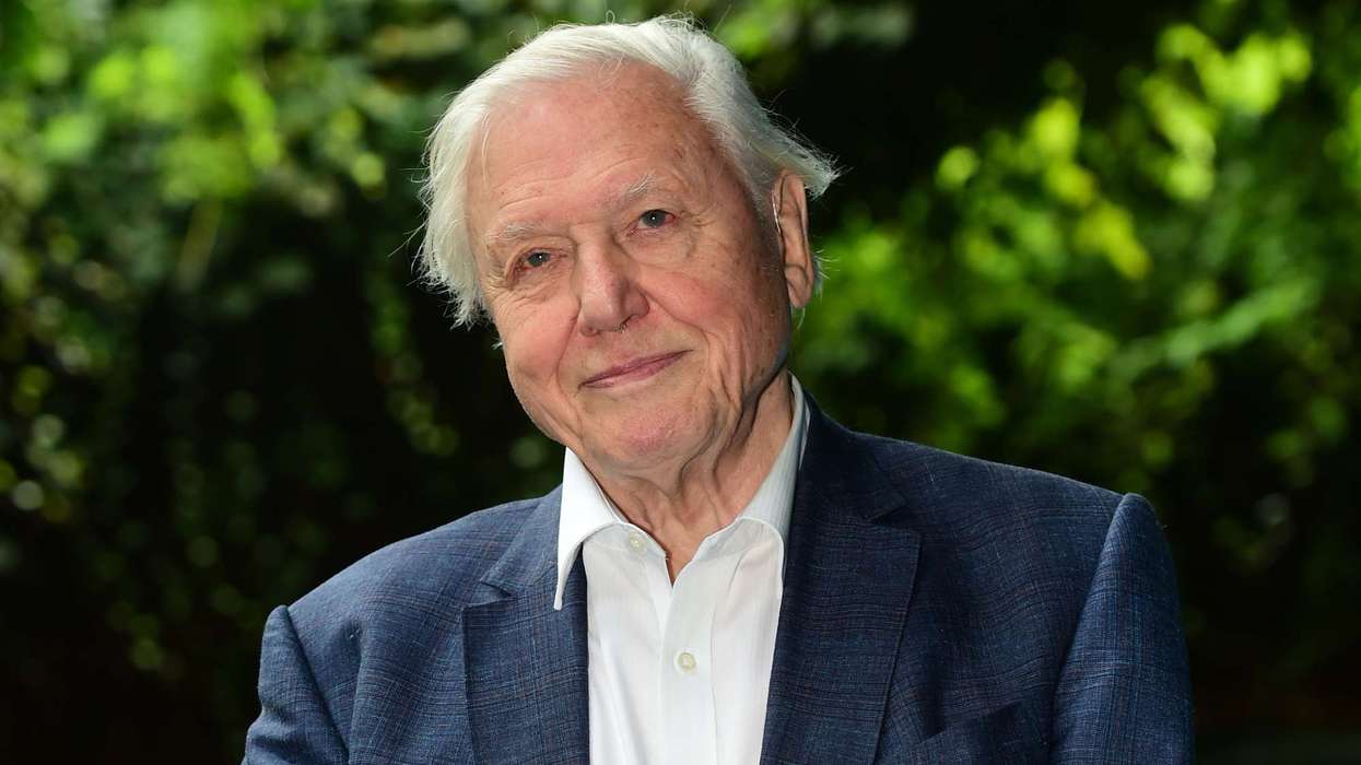 David Attenborough's simple cat advice could save millions of UK garden birds