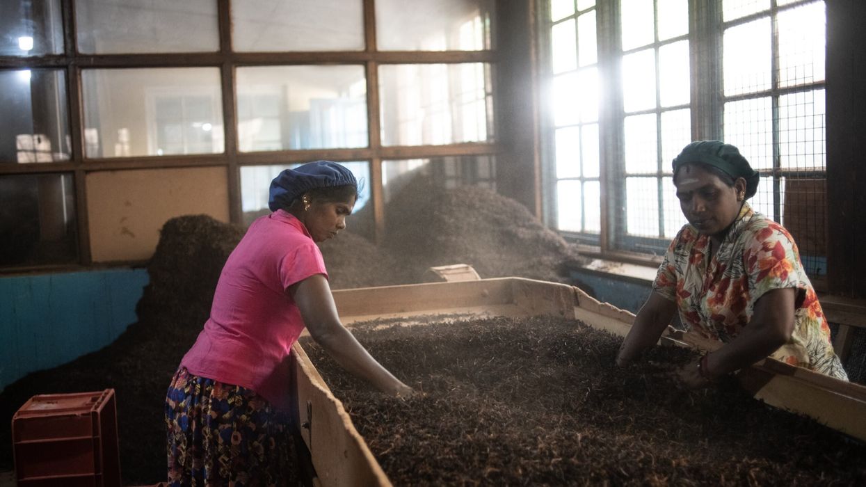 Tea pickers’ votes crucial in Sri Lanka’s tight presidential race